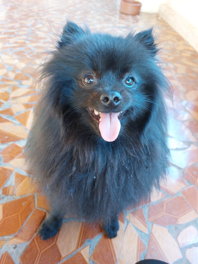 Hotel para cachorro Botucatu