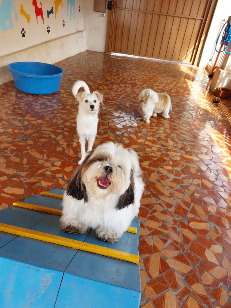 Hotel para cachorro Botucatu