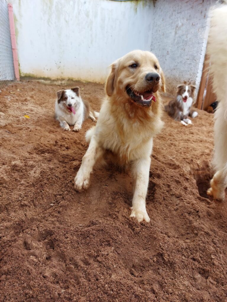 Hotel para cachorro Botucatu