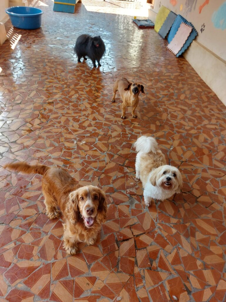 Hotel para cachorro Botucatu