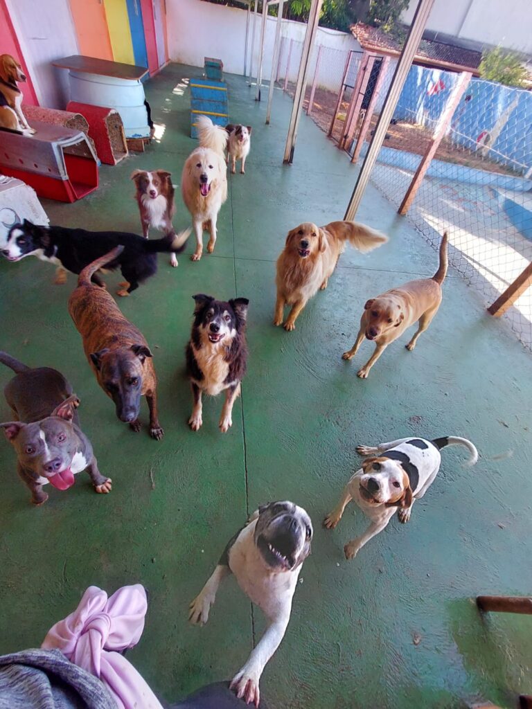 Hotel para cachorro Botucatu