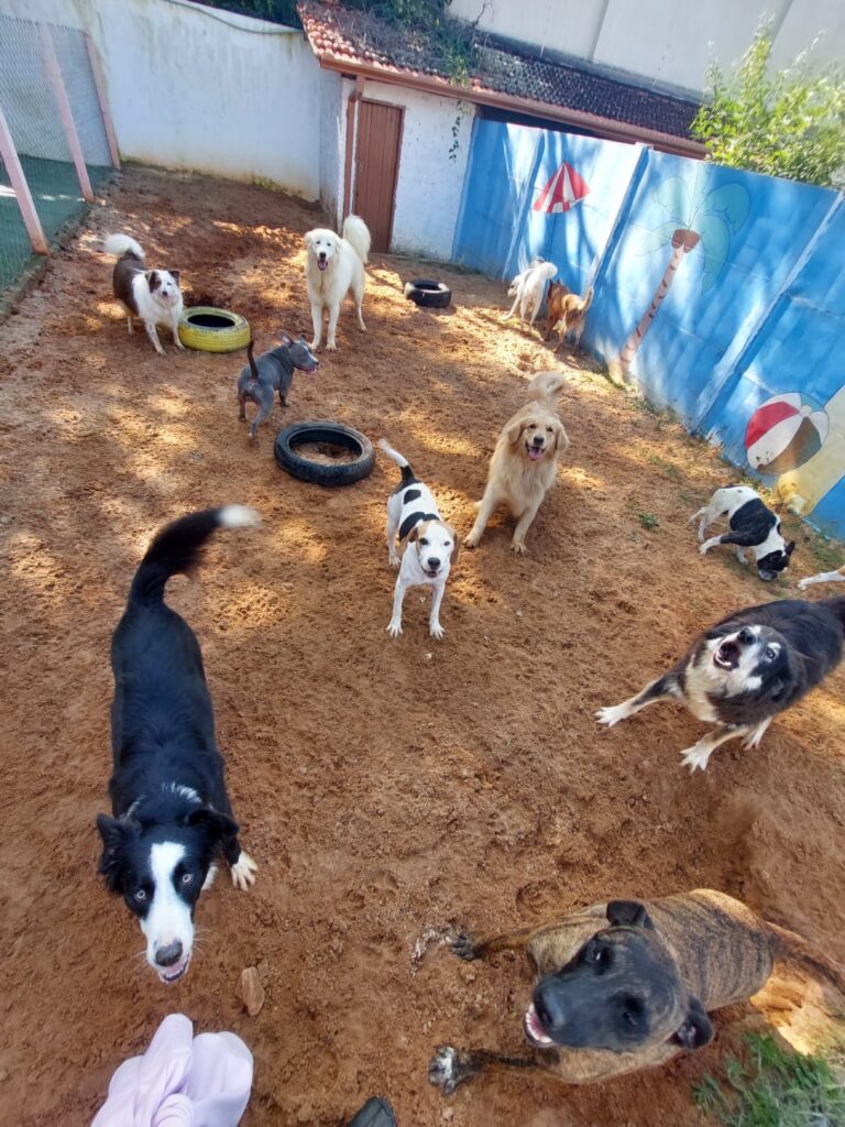 Hotel para cachorro Botucatu