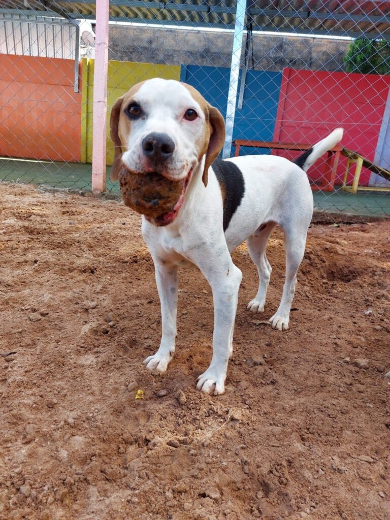 Hotel para cachorro Botucatu