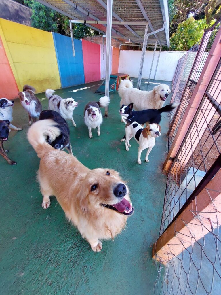 Hotel para cachorro Botucatu