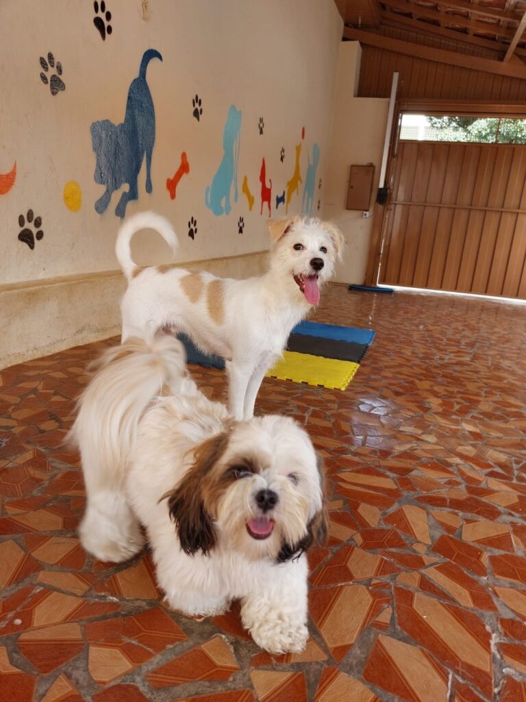 Hotel para cachorro Botucatu