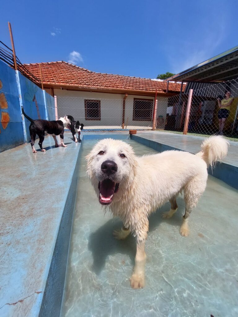 Hotel para cachorro Botucatu
