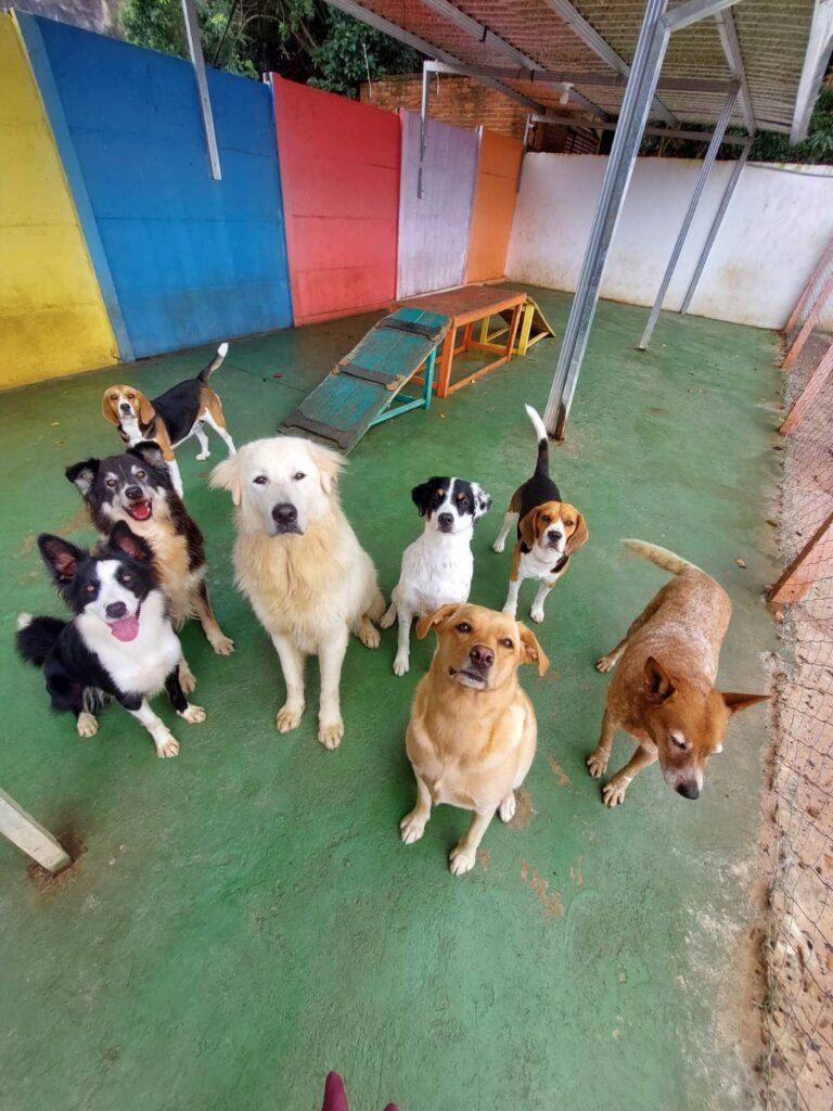 Hotel para cachorro Botucatu